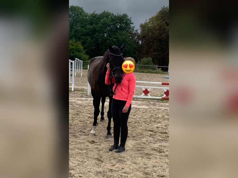 Mecklenburg Warmblood Gelding 10 years Smoky-Black in Alveslohe