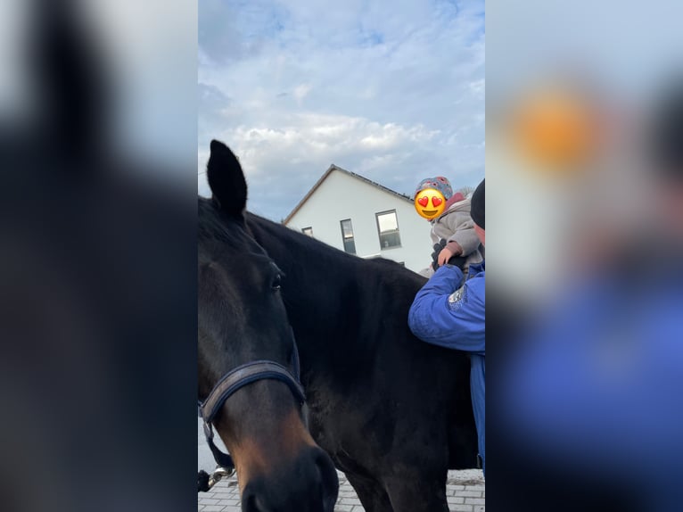 Mecklenburg Warmblood Gelding 10 years Smoky-Black in Alveslohe