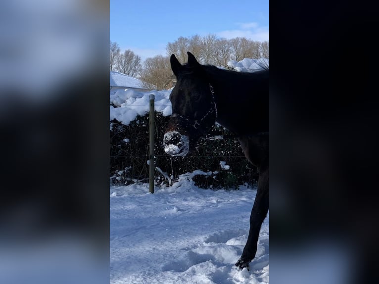 Mecklenburg Warmblood Gelding 10 years Smoky-Black in Alveslohe