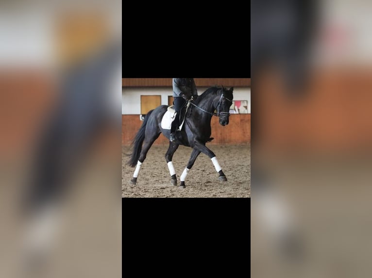 Mecklenburg Warmblood Gelding 11 years 16,1 hh Black in Wien, Donaustadt