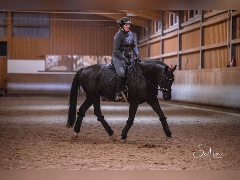 Mecklenburg Warmblood Gelding 11 years 16,1 hh Black in Wien, Donaustadt