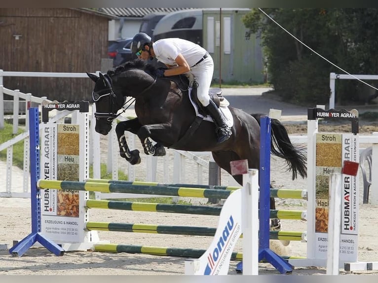 Mecklenburg Warmblood Gelding 11 years 16,1 hh Black in Wien, Donaustadt