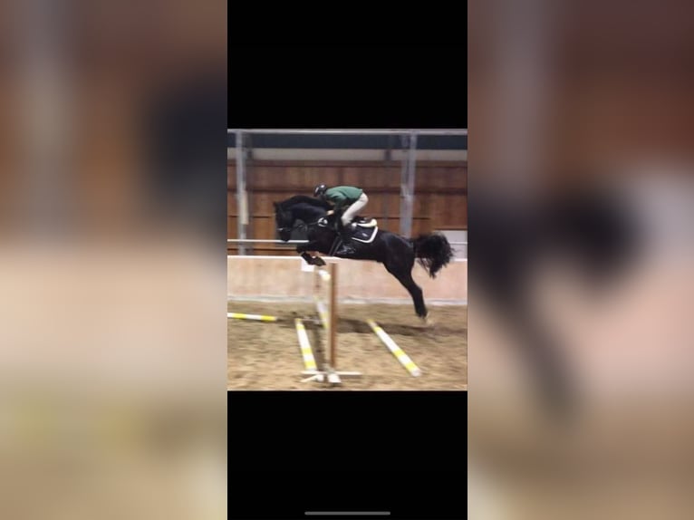 Mecklenburg Warmblood Gelding 11 years 16,1 hh Black in Wien, Donaustadt