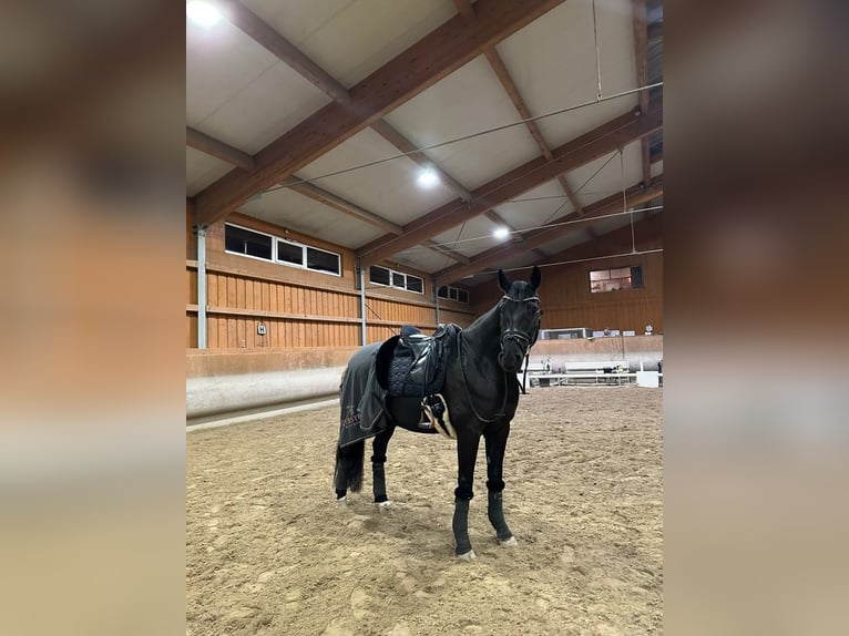 Mecklenburg Warmblood Gelding 11 years 16,1 hh Black in Wien, Donaustadt