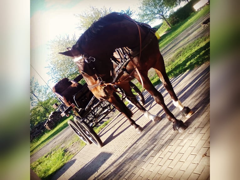 Mecklenburg Warmblood Gelding 11 years 16,1 hh Brown in Rühn