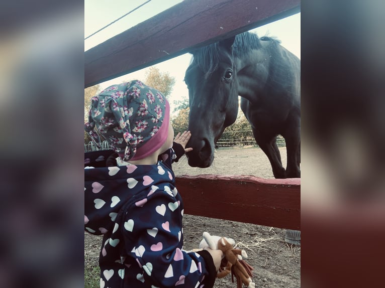 Mecklenburg Warmblood Gelding 11 years 16 hh Smoky-Black in Roggenhagen