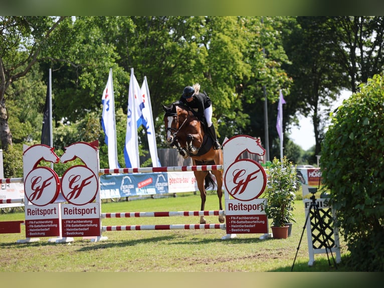 Mecklenburg Warmblood Gelding 11 years 16,3 hh Brown in Redefin