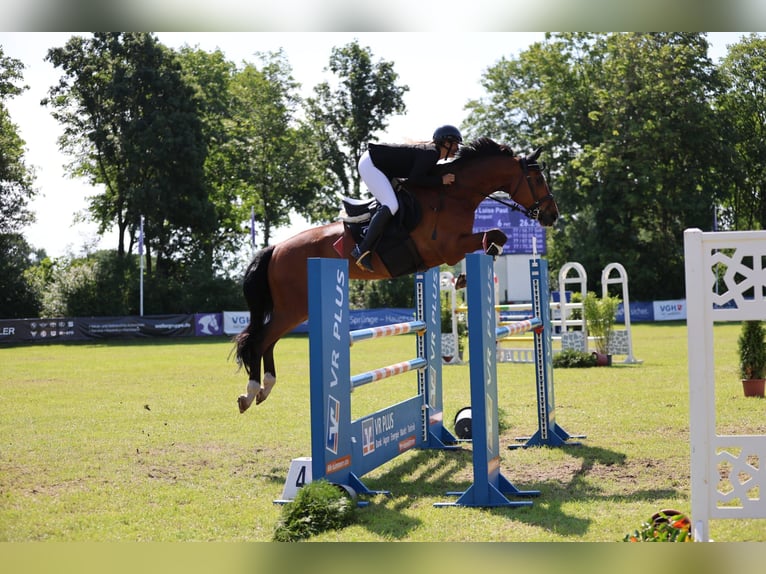 Mecklenburg Warmblood Gelding 11 years 16,3 hh Brown in Redefin