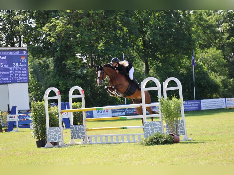 Mecklenburg Warmblood Gelding 11 years 16,3 hh Brown in Redefin