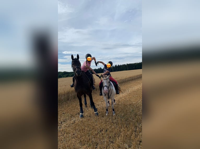 Mecklenburg Warmblood Gelding 11 years in Alveslohe