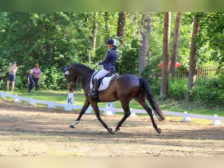 Mecklenburg Warmblood Gelding 11 years Smoky-Black in Alveslohe