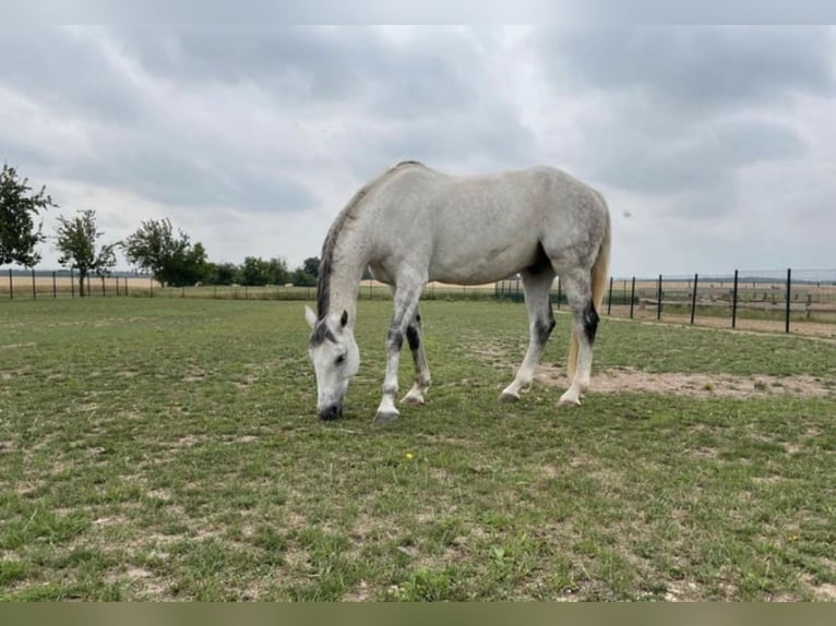 Mecklenburg Warmblood Gelding 12 years 16,2 hh Gray in Schönburg