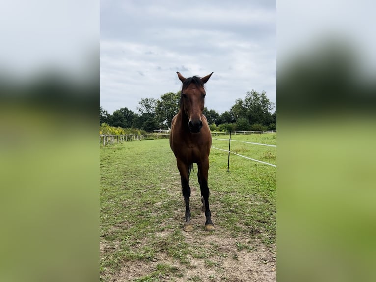 Mecklenburg Warmblood Gelding 12 years 16,3 hh Brown in Barsbüttel