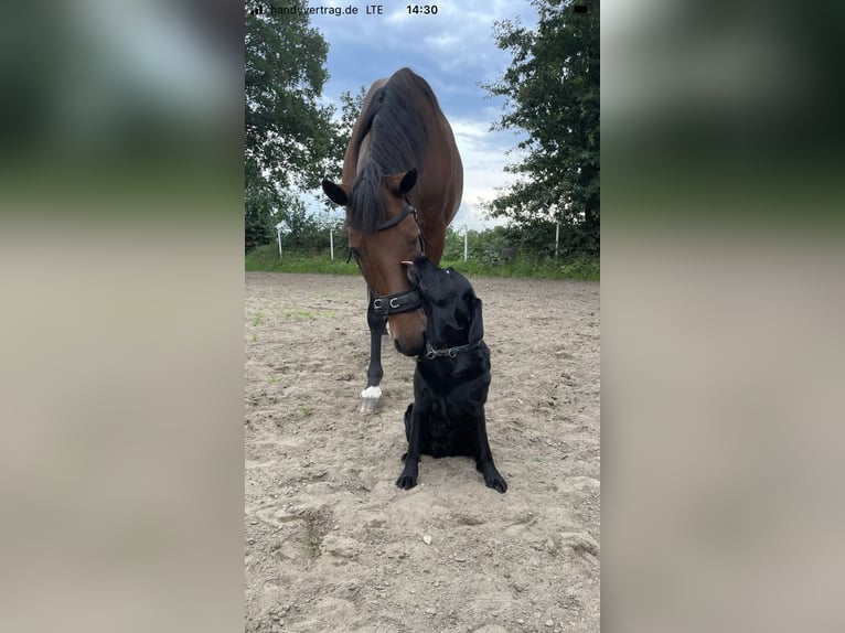 Mecklenburg Warmblood Gelding 12 years 16,3 hh Brown in Barsbüttel