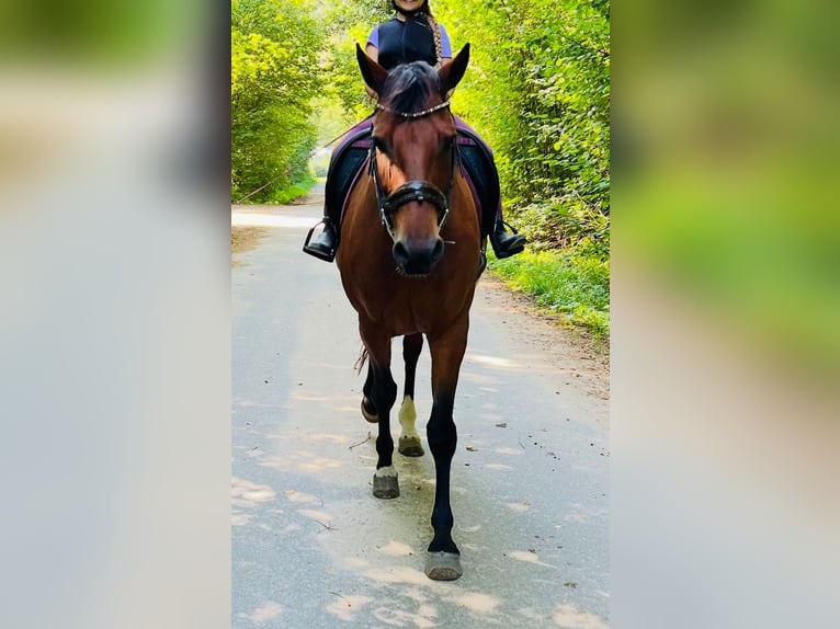 Mecklenburg Warmblood Gelding 12 years 16,3 hh Brown in Barsbüttel