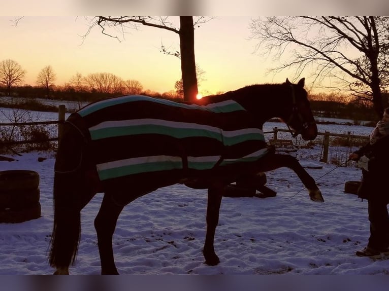 Mecklenburg Warmblood Gelding 12 years 16,3 hh Brown in Barsbüttel