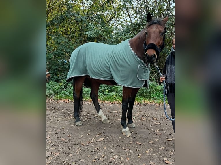 Mecklenburg Warmblood Gelding 12 years 16,3 hh Brown in Barsbüttel