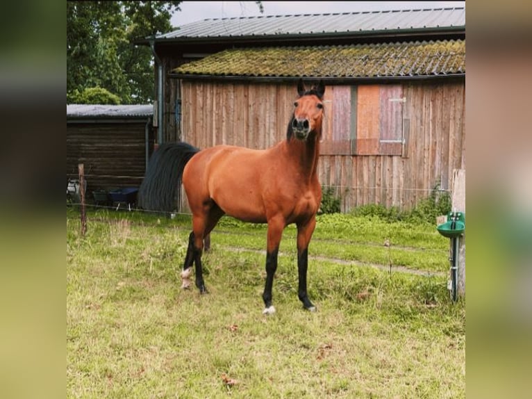 Mecklenburg Warmblood Gelding 12 years 16,3 hh Brown in Barsbüttel