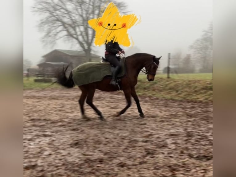 Mecklenburg Warmblood Gelding 12 years 16,3 hh Brown in Barsbüttel