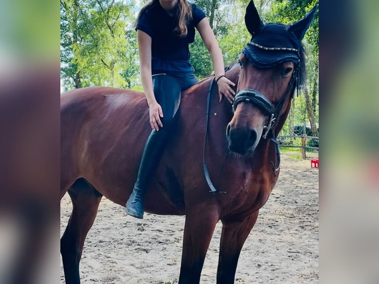 Mecklenburg Warmblood Gelding 12 years 16,3 hh Brown in Barsbüttel