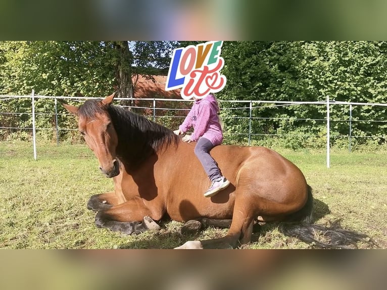 Mecklenburg Warmblood Gelding 12 years 16,3 hh Brown in Barsbüttel