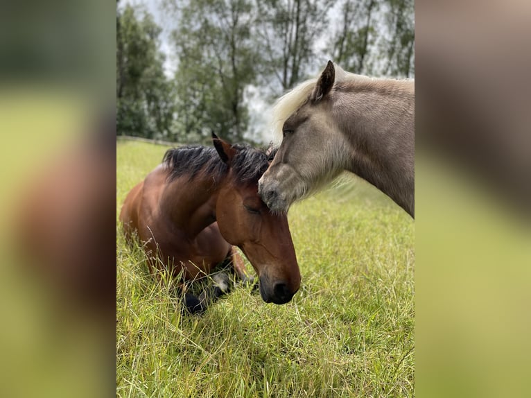 Mecklenburg Warmblood Gelding 12 years 16,3 hh Brown in Barsbüttel