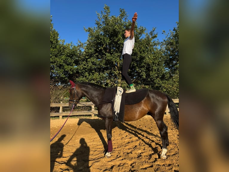 Mecklenburg Warmblood Gelding 12 years 16,2 hh Bay-Dark in Bismark (Altmark)