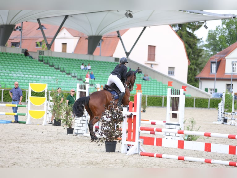 Mecklenburg Warmblood Gelding 12 years 17.1 hh Brown in Radeburg