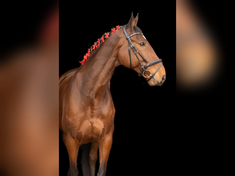 Mecklenburg Warmblood Gelding 12 years 17.1 hh Brown in Radeburg