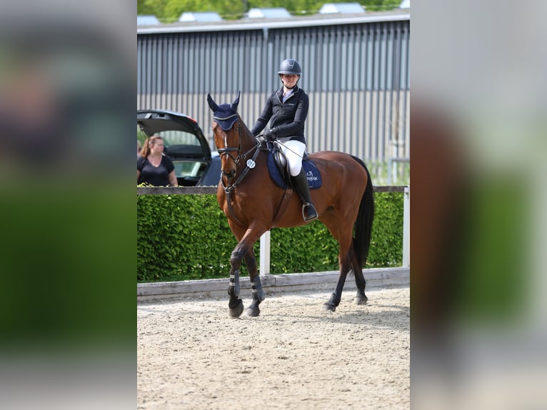Mecklenburg Warmblood Gelding 12 years 17.1 hh Brown in Radeburg