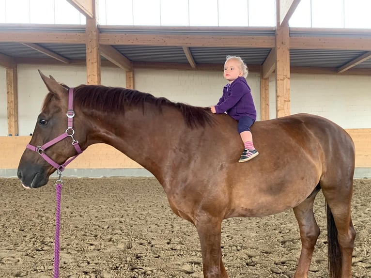 Mecklenburg Warmblood Gelding 12 years 17.1 hh Chestnut in Ganschow