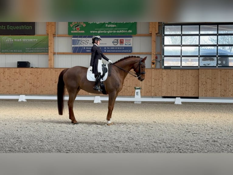 Mecklenburg Warmblood Gelding 12 years 17.1 hh Chestnut in Ganschow