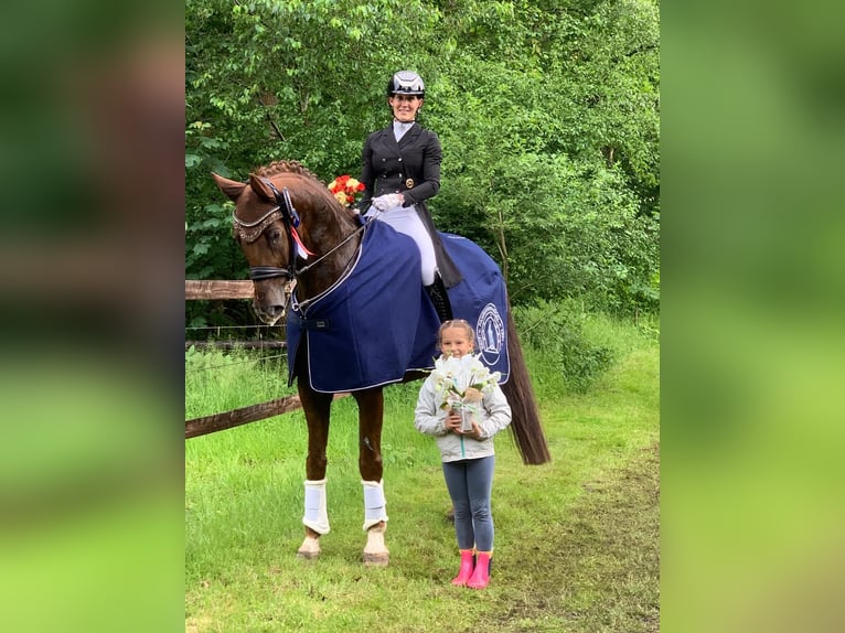 Mecklenburg Warmblood Gelding 12 years 17.1 hh Chestnut in Ganschow