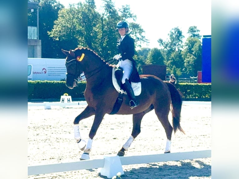 Mecklenburg Warmblood Gelding 12 years 17,1 hh Chestnut in Ganschow