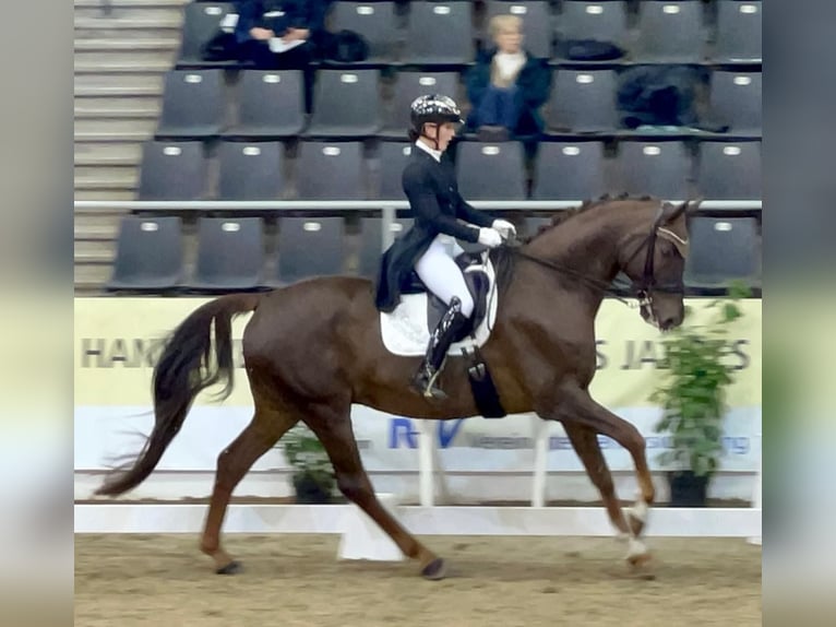 Mecklenburg Warmblood Gelding 12 years 17,1 hh Chestnut in Ganschow