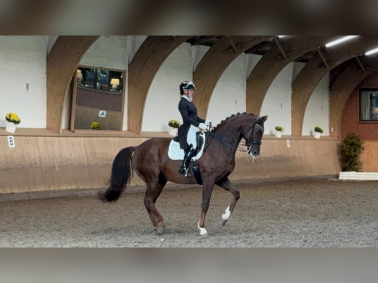 Mecklenburg Warmblood Gelding 12 years 17,1 hh Chestnut in Ganschow