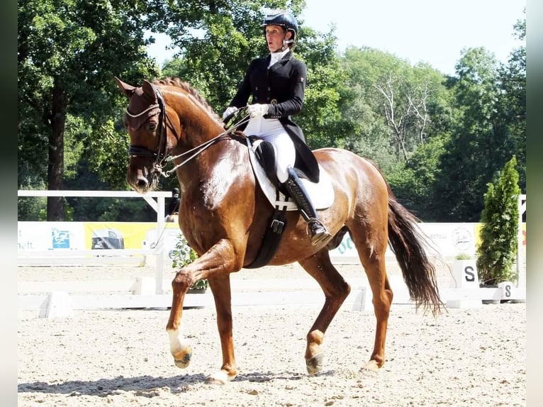 Mecklenburg Warmblood Gelding 12 years 17,1 hh Chestnut in Ganschow