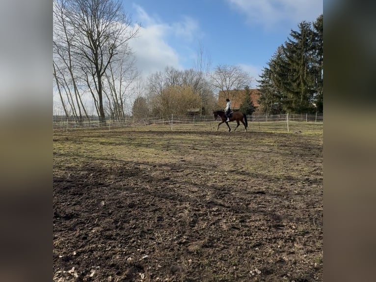 Mecklenburg Warmblood Gelding 13 years 15,2 hh Bay-Dark in Bernau