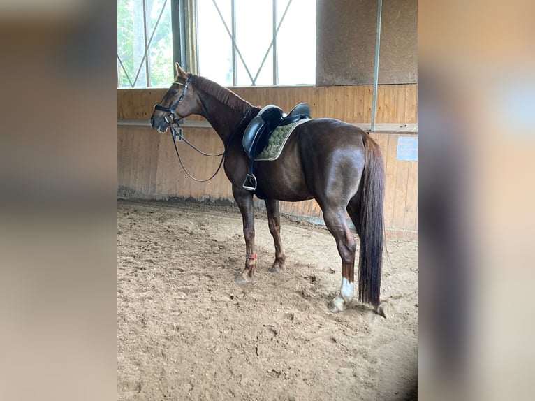 Mecklenburg Warmblood Gelding 13 years 16.2 hh Chestnut in Bremen