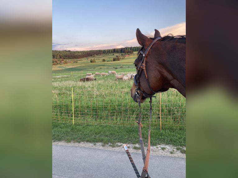 Mecklenburg Warmblood Gelding 13 years 16 hh Brown in Ehingen an der Donau