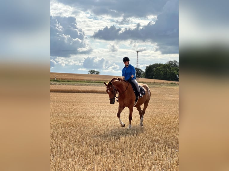 Mecklenburg Warmblood Gelding 13 years 16 hh Chestnut-Red in Dargen