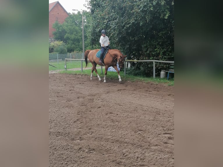 Mecklenburg Warmblood Gelding 13 years 16 hh Chestnut-Red in Dargen