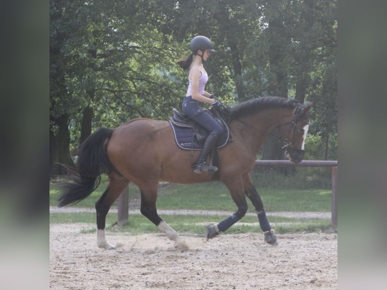 Mecklenburg Warmblood Gelding 13 years 16 hh in Cottbus