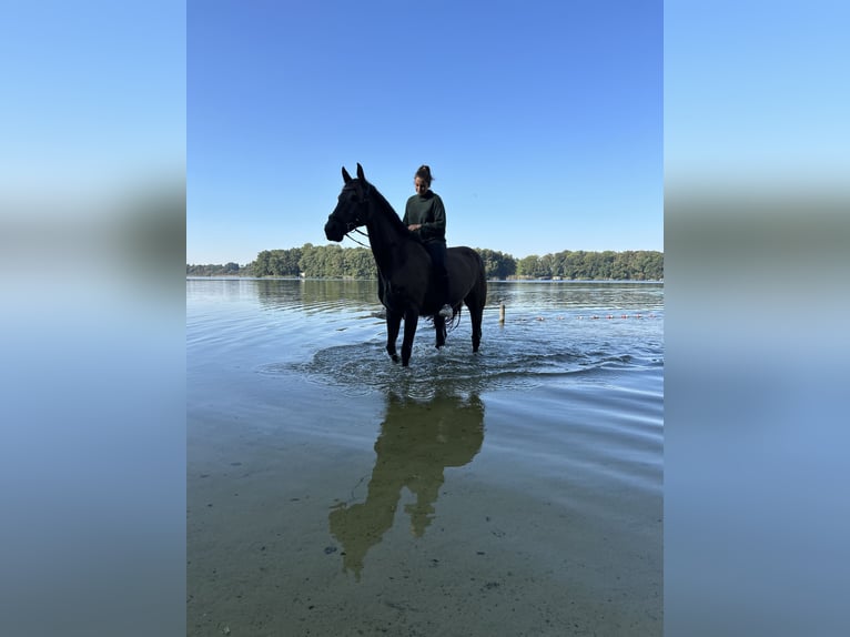 Mecklenburg Warmblood Mix Gelding 14 years 16,1 hh Black in Neubrandenburg