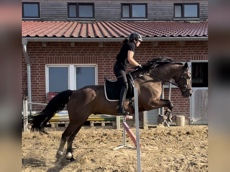 Mecklenburg Warmblood Mix Gelding 14 years 16,1 hh Black in Neubrandenburg