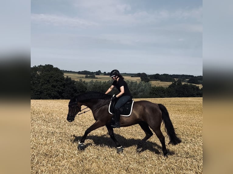 Mecklenburg Warmblood Mix Gelding 14 years 16,1 hh Black in Neubrandenburg