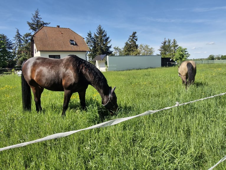 Mecklenburg Warmblood Gelding 14 years 16.2 hh Brown in Ruesa