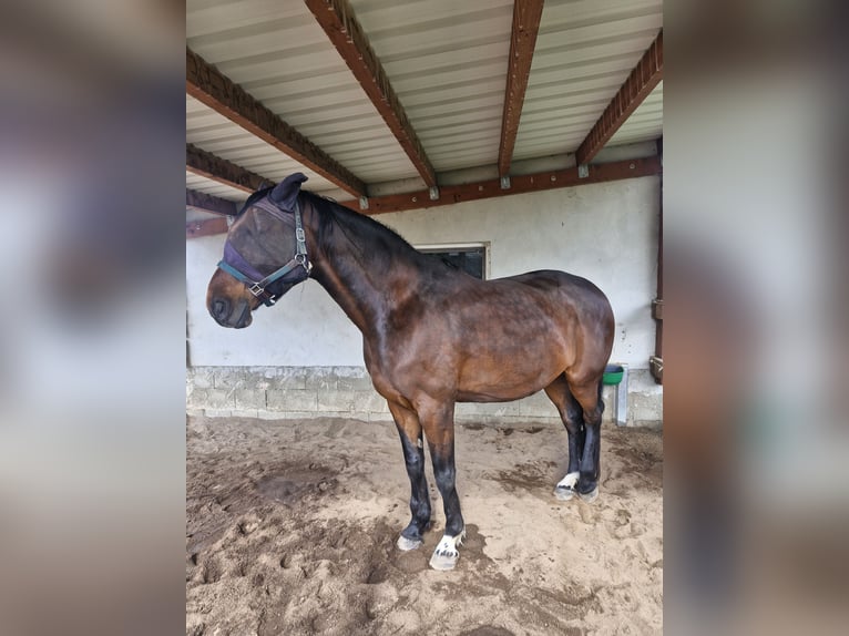 Mecklenburg Warmblood Gelding 14 years 16.2 hh Brown in Ruesa