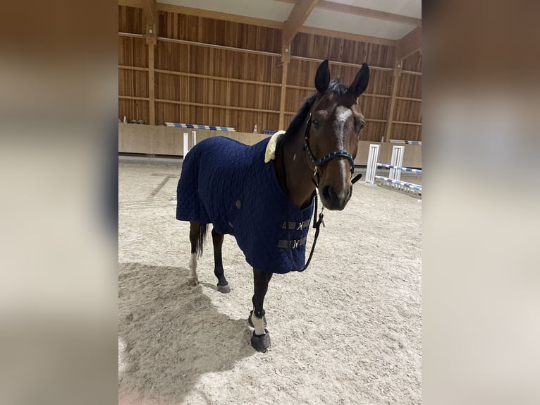 Mecklenburg Warmblood Gelding 14 years 16 hh Brown in Dobl