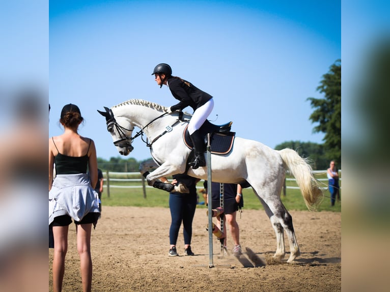 Mecklenburg Warmblood Gelding 14 years 16,3 hh Grey in Rostock